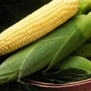 Насіння кукурудзи Спіріт F1 (Syngenta), 100 тис. насінин — рання (67 днів), цукрові, фото 2
