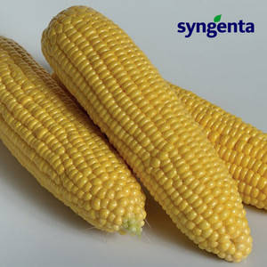 Насіння кукурудзи Оверленд F1 (Syngenta), 1 кг — середньостигла (85 днів), цукрова, фото 2