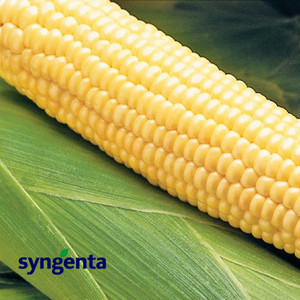 Насіння кукурудзи Бостон F1 (Syngenta), 1 кг — рання (73 дні), цукрова мін