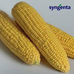 Насіння кукурудзи Оверленд F1, насіння 20 — середньостигла (85 днів), ДУЖЕ солодка! Syngenta