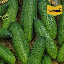 Насіння огірка Гектор F1, 50 насінин – бджолозапильний, ультра-ранній гібрид (40-44 дня) Nunhems, фото 3
