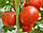 Семена томата Флорида 47 R F1 (Florida 47 R) 1000н, фото 2