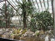 Оранжереї, фото 1