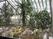 Оранжереї
