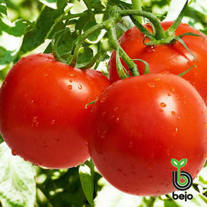 Річі F1 насіння томату, 5 р — ранній (62-65 дня), детермінантний, круглий Bejo, фото 2
