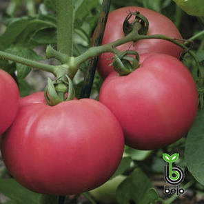Насіння томату Торбей F1 1000 насінин (Бейо/Bejo) — середньо-ранній (70-75 днів), рожевий, детермінантний, круглий, фото 2