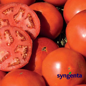 Томата Бобкат F1 (Syngenta), 1 000 насіння — середньо-ранній (60-65 дня), червоний, детермінантний, круглий, фото 2