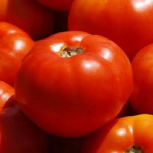 Насіння томату Бобкат F1, 1000 насіння — середньо-ранній, червоний, детермінантний, круглий, Syngenta, фото 2