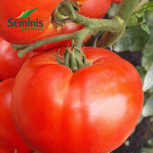 Насіння томата детермінантного Дебют F1 1000 семенів/Seminis — середньозрослий, з тривалим періодом плодоносіння
