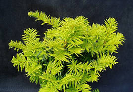 Тис ягідний Summergold 3 річний, Тис ягідний Саммерголд, Taxus baccata Summergold, фото 4
