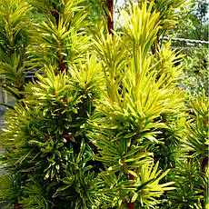 Тис ягідний Summergold 3 річний, Тис ягідний Саммерголд, Taxus baccata Summergold, фото 5