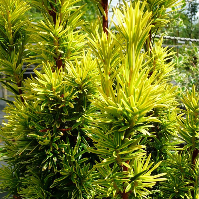 Тис ягідний Summergold 3 річний, Тис ягодный Саммерголд, Taxus baccata Summergold - фото 4 - id-p631001141