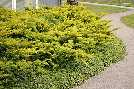 Тис ягідний Summergold 3 річний, Тис ягідний Саммерголд, Taxus baccata Summergold, фото 3
