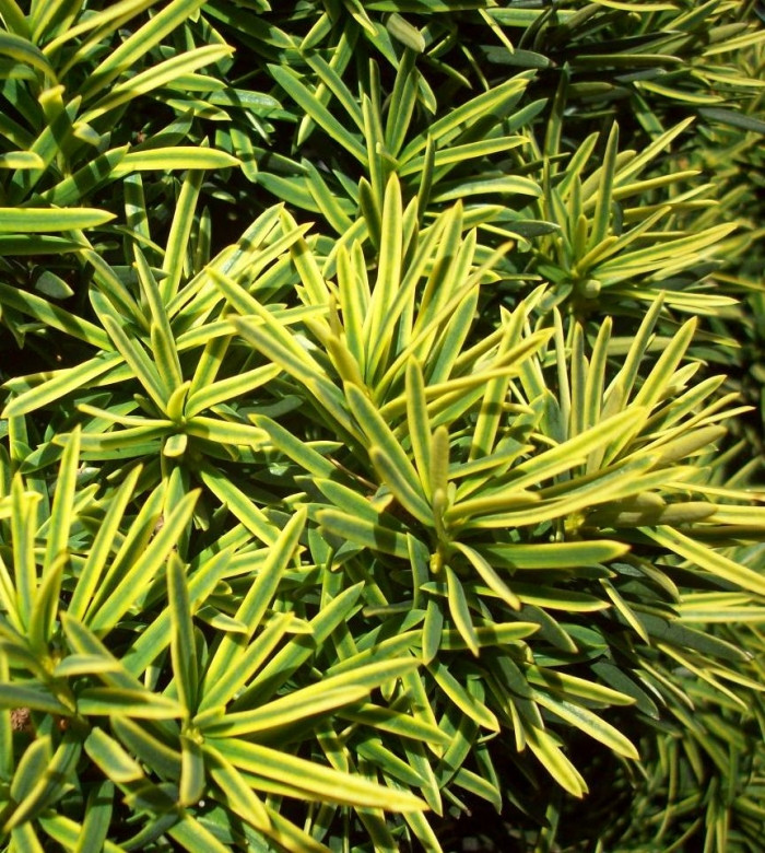 Тис ягідний Summergold 3 річний, Тис ягодный Саммерголд, Taxus baccata Summergold - фото 1 - id-p631001141