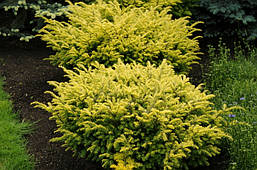 Тис ягідний Summergold 3 річний, Тис ягідний Саммерголд, Taxus baccata Summergold, фото 6