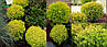 Туя західна Anniek 3 річна, Туя західна Анниек, Thuja occidentalis Anniek, фото 7