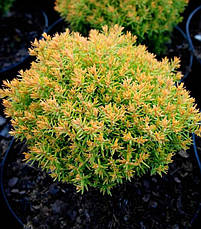 Туя західна Anniek 3 річна, Туя західна Анниек, Thuja occidentalis Anniek, фото 3
