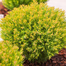 Туя західна Anniek 3 річна, Туя західна Анниек, Thuja occidentalis Anniek, фото 4