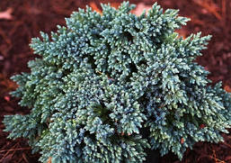 Ялівець лускатий Тropical blue 3 річний, Ялівець лускатий Тропікал Блю Juniperus squamata Тropical blue, фото 5
