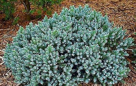 Ялівець лускатий Тropical blue 3 річний, Ялівець лускатий Тропікал Блю Juniperus squamata Тropical blue, фото 3