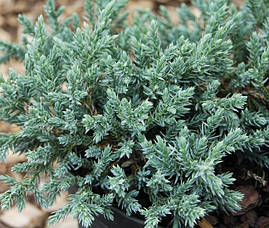Ялівець лускатий Тropical blue 3 річний, Ялівець лускатий Тропікал Блю Juniperus squamata Тropical blue, фото 4