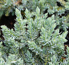 Ялівець лускатий Тropical blue 3 річний, Ялівець лускатий Тропікал Блю Juniperus squamata Тropical blue, фото 3