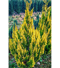 Кипарисовик Лавсона Ivonne 3 річний, Кипарисовик Лавсона Ивонне, Chamaecyparis lawsoniana Ivonne, фото 5