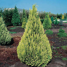 Кипарисовик Лавсона Ivonne 3 річний, Кипарисовик Лавсона Ивонне, Chamaecyparis lawsoniana Ivonne, фото 3