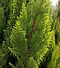 Кипарисовик Лавсона Ivonne 3 річний, Кипарисовик Лавсона Ивонне, Chamaecyparis lawsoniana Ivonne, фото 7