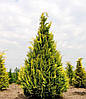 Кипарисовик Лавсона Ivonne 3 річний, Кипарисовик Лавсона Ивонне, Chamaecyparis lawsoniana Ivonne, фото 8