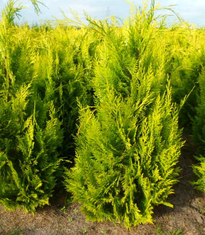 Кипарисовик Лавсона Ivonne 3 річний, Кипарисовик Лавсона Ивонне, Chamaecyparis lawsoniana Ivonne, фото 1