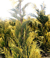 Кипарисовик Лавсона Ivonne 3 річний, Кипарисовик Лавсона Ивонне, Chamaecyparis lawsoniana Ivonne, фото 6