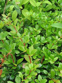 Барбарис середній Parkjuweel 2 річний, Барбарис средний Паркджевел, Berberis media Parkjuweel