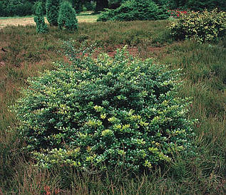 Барбарис середній Parkjuweel 3 річний, Барбарис середній Паркджевел, Berberis media Parkjuweel