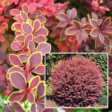Барбарис Тунберга Coronita 3 річний, Барбарис Тунберга Коронита, Berberis thunbergii Coronita, фото 3
