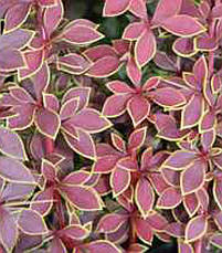 Барбарис Тунберга Coronita 3 річний, Барбарис Тунберга Коронита, Berberis thunbergii Coronita, фото 6