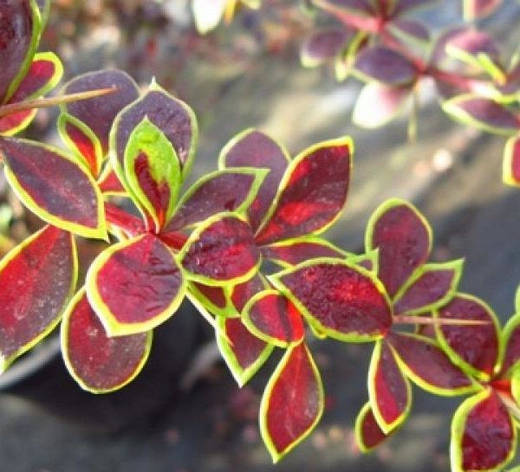 Барбарис Тунберга Coronita 3 річний, Барбарис Тунберга Коронита, Berberis thunbergii Coronita, фото 1