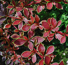 Барбарис Тунберга Coronita 3 річний, Барбарис Тунберга Коронита, Berberis thunbergii Coronita, фото 4