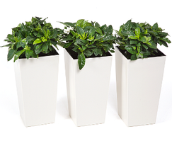 Вазон Финезия