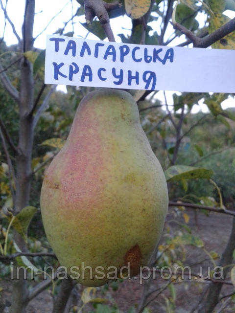 Саджанці груші Талгарська красуня (Казахстан)