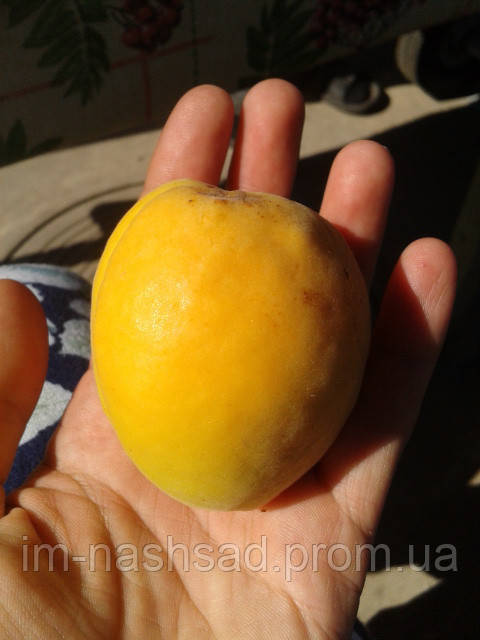 Саджанці абрикоса Сирена (Румунія)