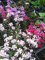 Флокс шилоподібний мікс сортів P9