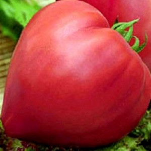 Насіння томату Бичаче серце F1 (Satimex/САДИБА ЦЕНТР) 0,2 г — середньо-стиглий, ВЕЛИКОПЛІДНИЙ, малиновий, индетерм