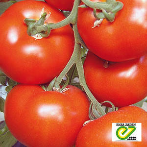 Насіння томату Белле F1, 50 сем — ранній (65 дн), червоний, плоско-круглий, індетермінантний, Enza Zaden, фото 2