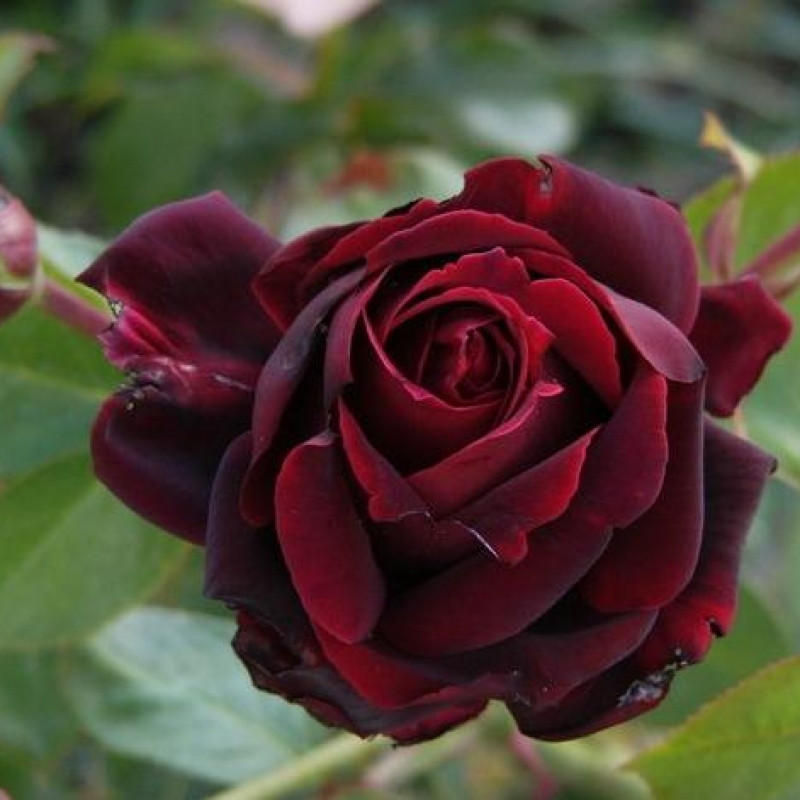 Троянда Норита, фото 1