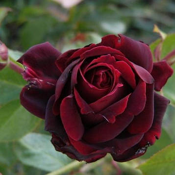 Троянда Норита