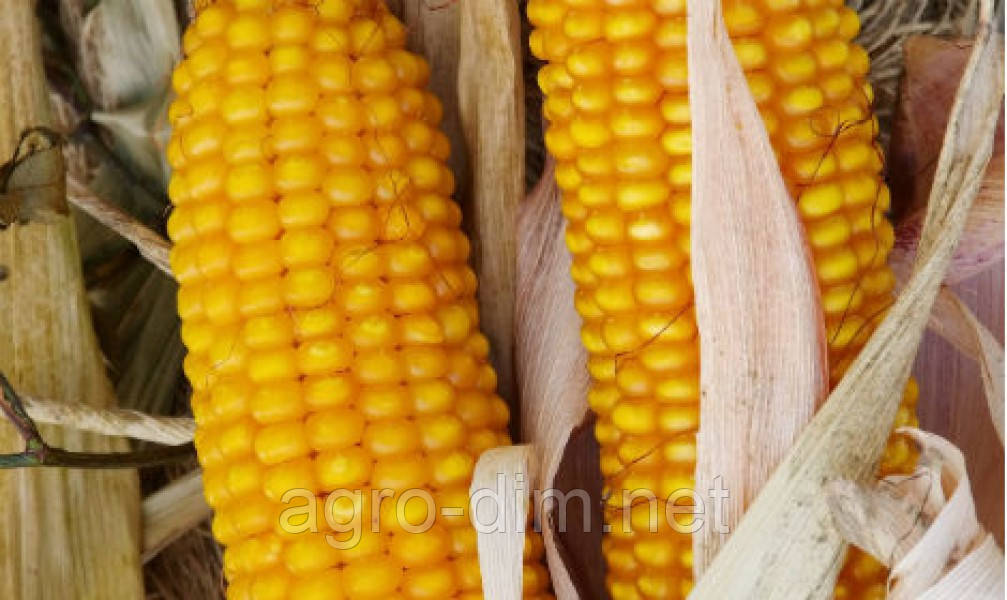 Насіння кукурудзи "Оржиця" ФАО 237