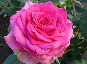 Троянда Марина