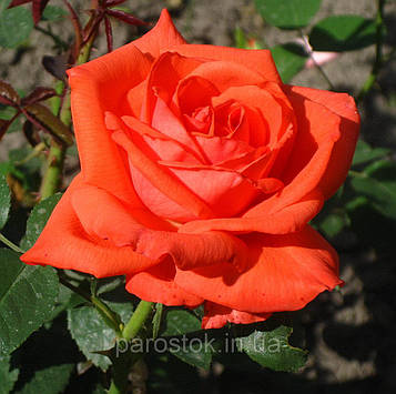 Троянда Супер Стар