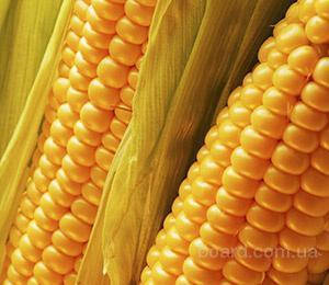 Насіння кукурудзи Хмильницький ФАО 280, фото 2